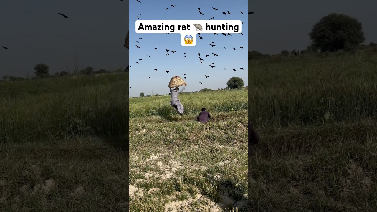 Amazing rat hunting🐀😱 #birds #hunting #birdhunter #huntingbirds #huntingchannel #shortvideo