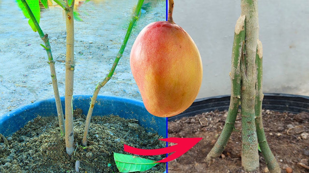لن تحتاج الى تطعيم المانجو علشان تثمر بسرعة🥭بهذة الطريقة تجعل المانجو تنمو وتثمر بسرعة الصاروخ