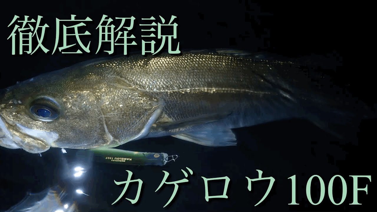【シーバスルアー】カゲロウ100Fの使い方！　このルアー凄く芸達者です…