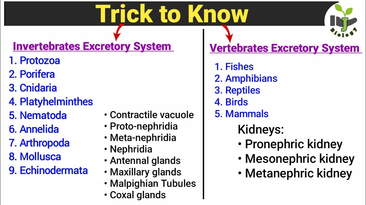 Trick to know Invertebrates and Vertebrates Excretory System | Very Important for Zoology Students