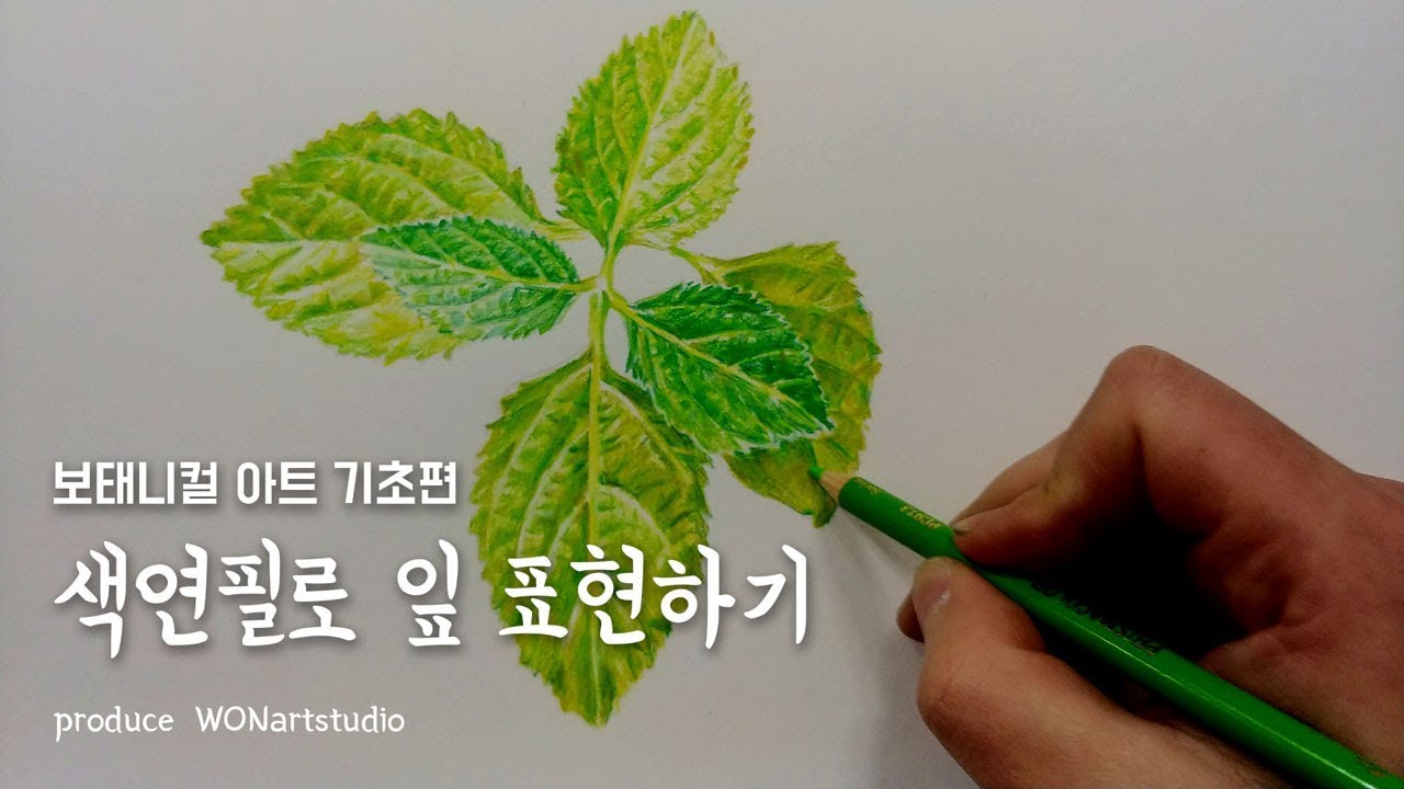보태니컬 아트 기초편 - 색연필로 잎 표현하기