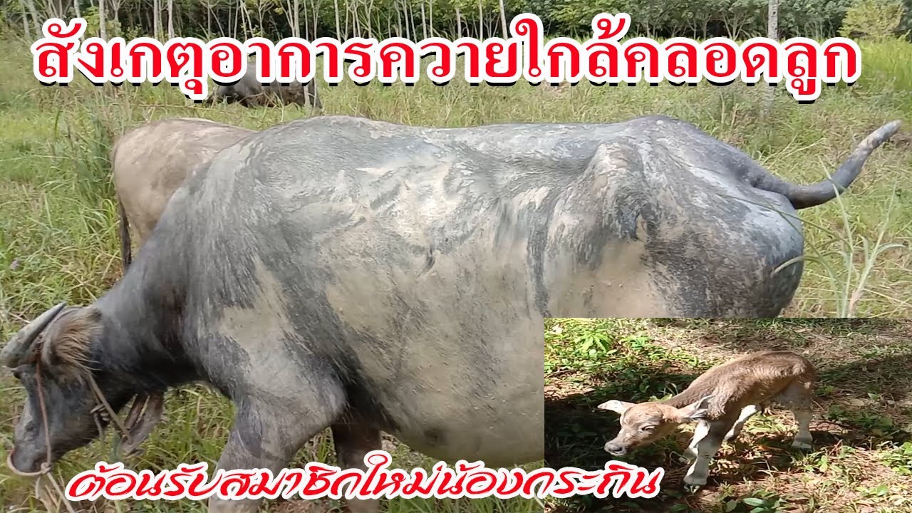 วิธีสังเกตุอาการควายใกล้คลอดลูก | แม่แก้วฟ้าจะคลอดแล้ว | ยินดีต้อนรับสมาชิกใหม่