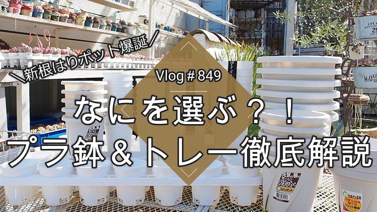 【Vlog849】【多肉植物】ビギナーさんもベテランさんも必見💚なにを選ぶ？！プラ鉢＆トレー徹底解説【新根はりポット爆誕】