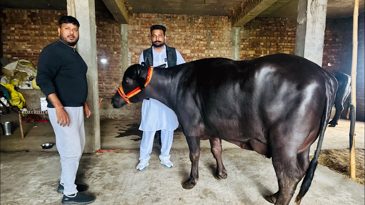 3-3-2025 ਫੋਨ 98553-12009 👈 2 ਝੋਟੀਆ ਵਿਕਾਊ ਹਰਮਨ ਵੀਰ ਕੱਢ ਲਿਆਇਆ ਪੂਰੇ ਅਸਲੇ ਆਲੀਆ 18-18 ਕਿਲੋ ਦੁੱਧ ਵਾਲੀਆ 😎😎🤏