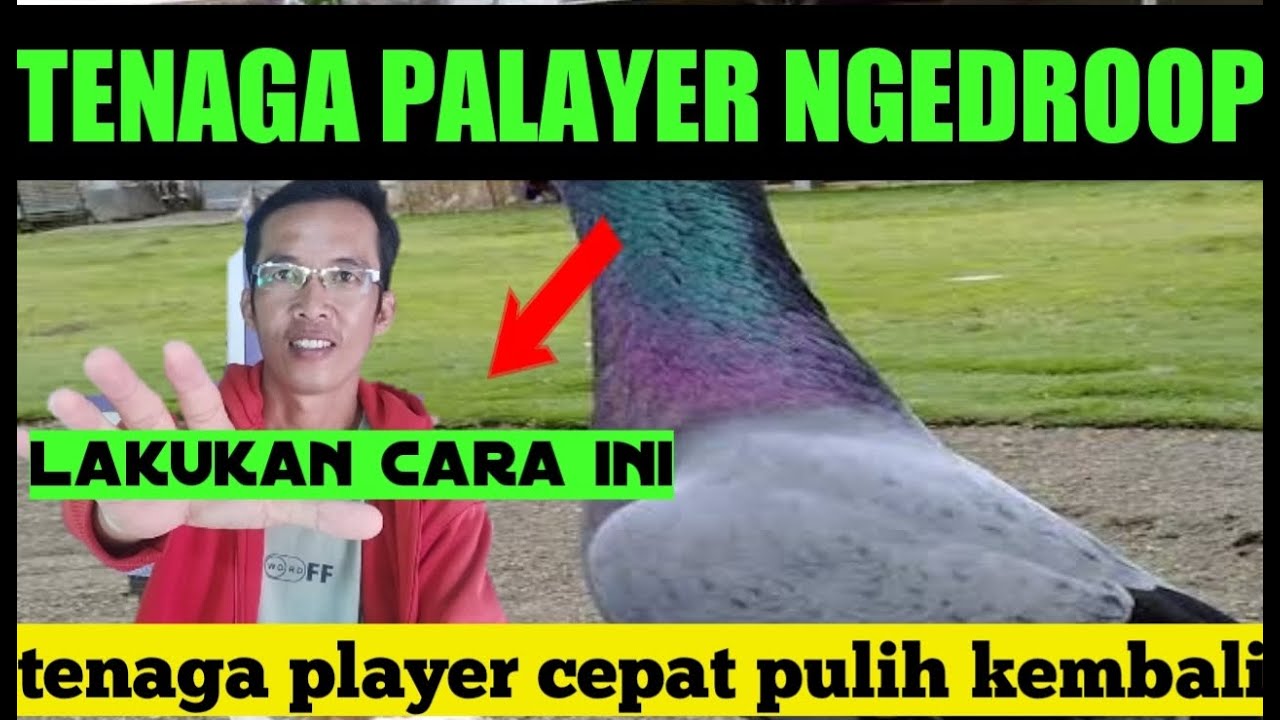 CARA MEMULIHKKAN TENAGA MERPATI NGEDROP !!!!!!!!!!!!!