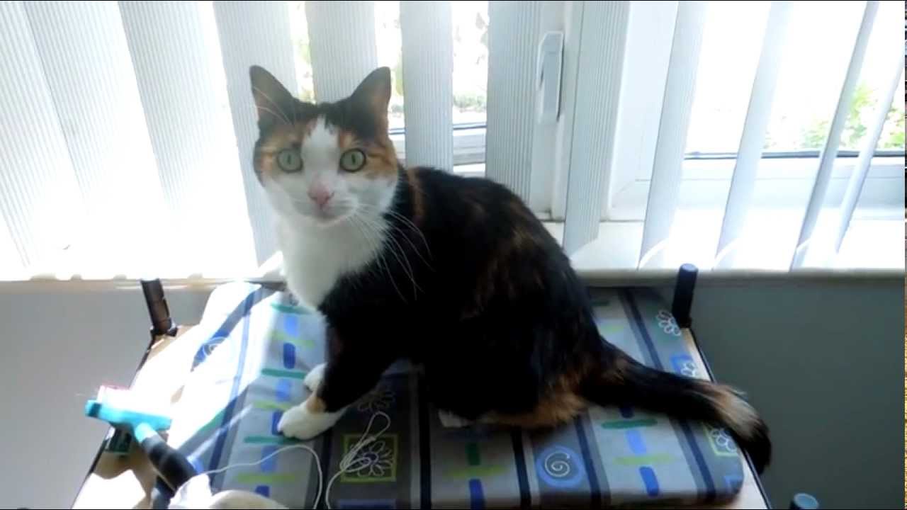Introducing Denali and her toilet