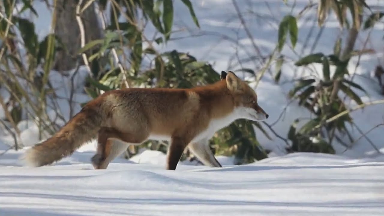 雪の上を歩くキタキツネさん