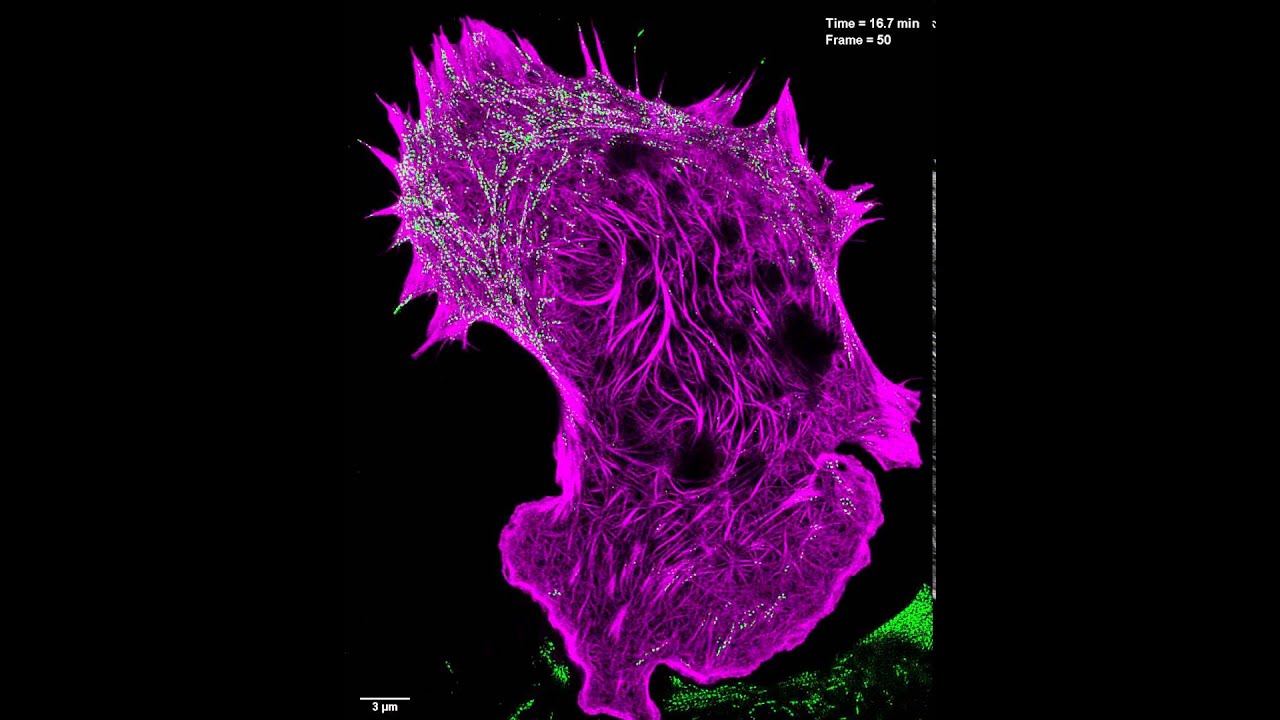 Interaction of Filamentous Actin with Myosin