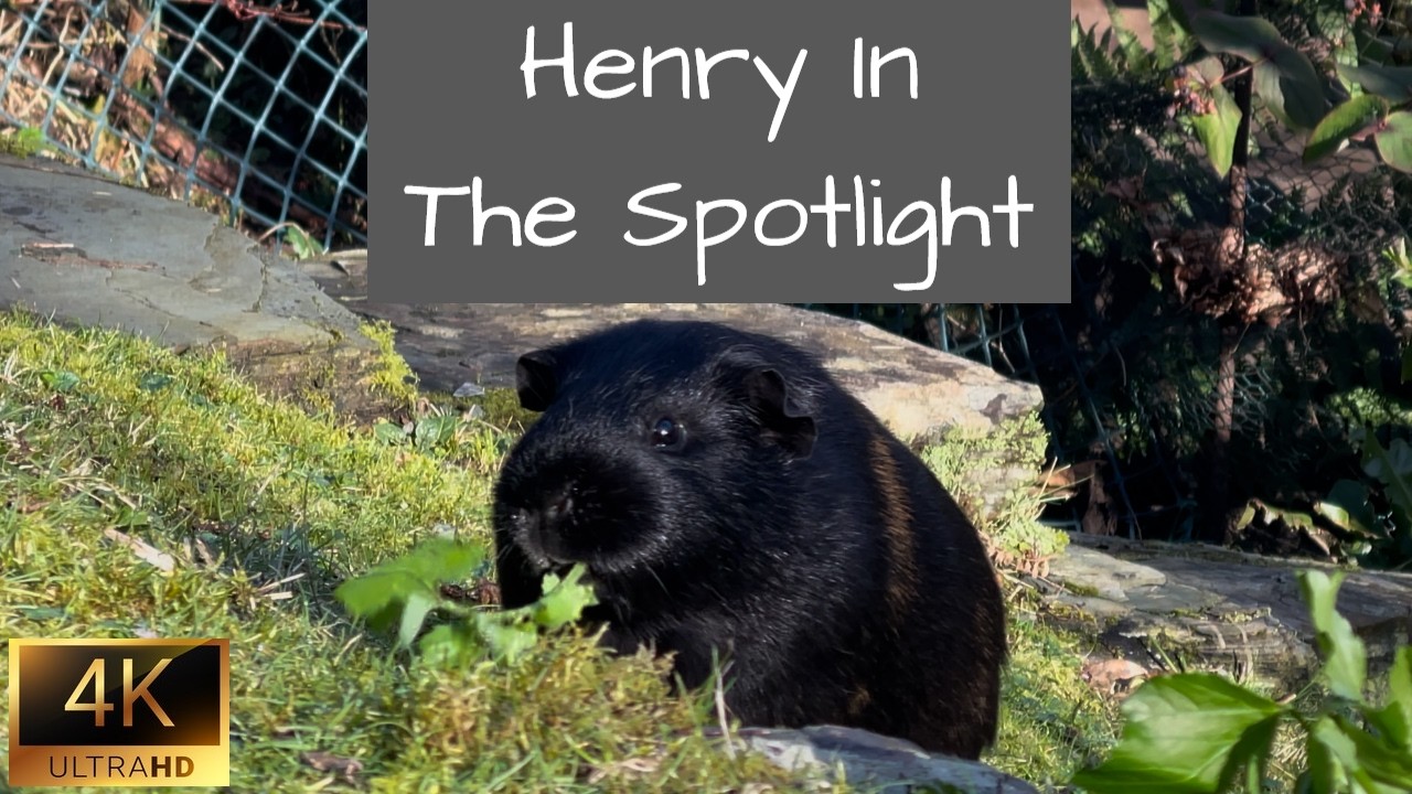 Guinea Pigs | Henry In The Spotlight