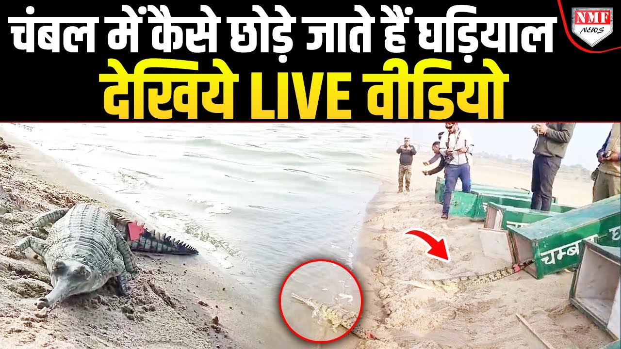 Chambal की नदियों में सरकार क्यों छोड़ती है खूंखार घड़ियाल, ये है असली वजह !