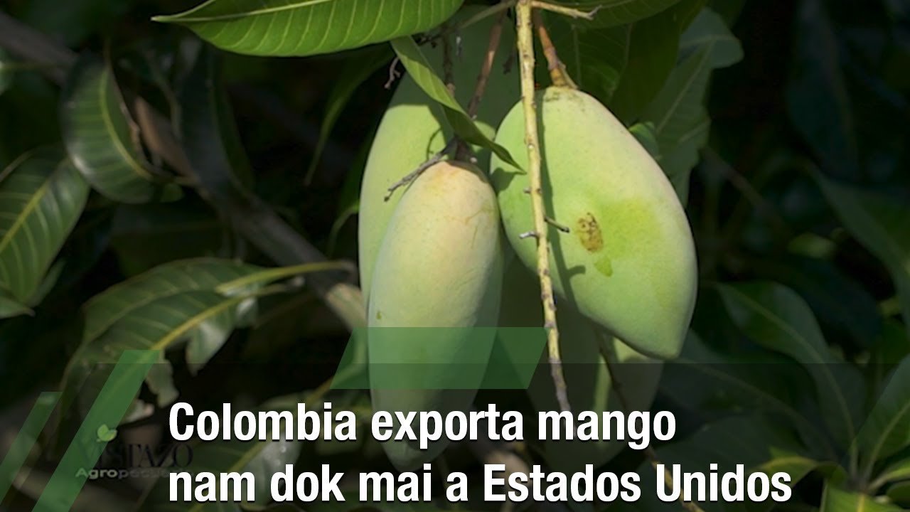 Colombia exporta mango nam dok mai a Estados Unidos - TvAgro por Juan Gonzalo Angel Restrepo