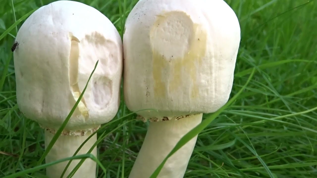 Pieczarka karbolowa (Agaricus xanthodermus)  - 13.08.2021, Nowa Huta Kraków.