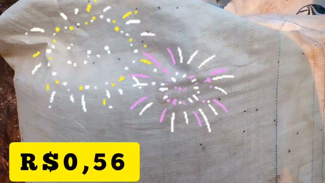 Como acabar com o caruncho gorgulho no milho 🌽