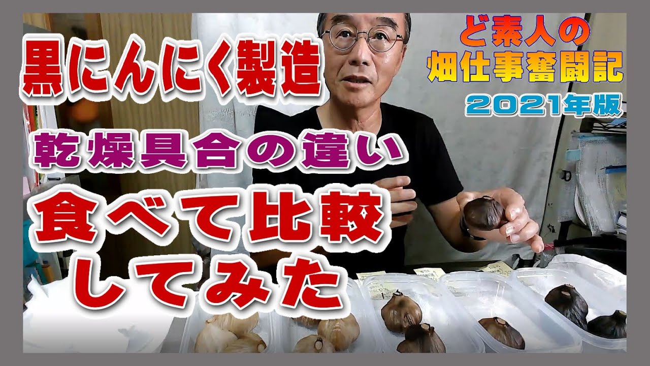 黒にんにく製造～乾燥期間で黒ニンニクの出来具合がどう違うのか食べ比べてみた！2021年版黒にんにく熟成