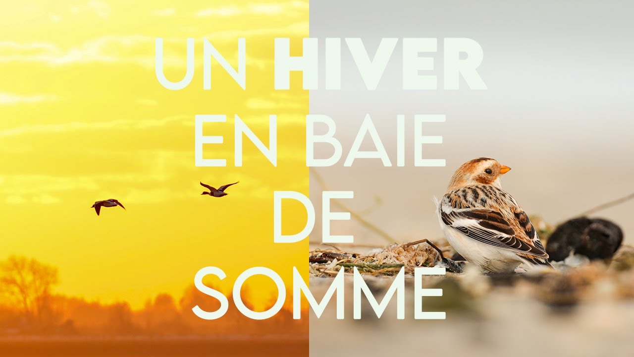 UN HIVER EN BAIE DE SOMME  #baiedesomme
