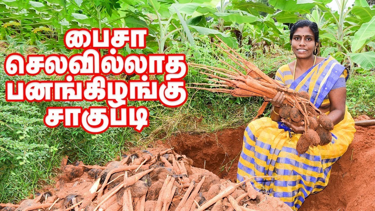 பைசா செலவில்லாத பனங்கிழங்கு சாகுபடி செய்யும் பெண்!