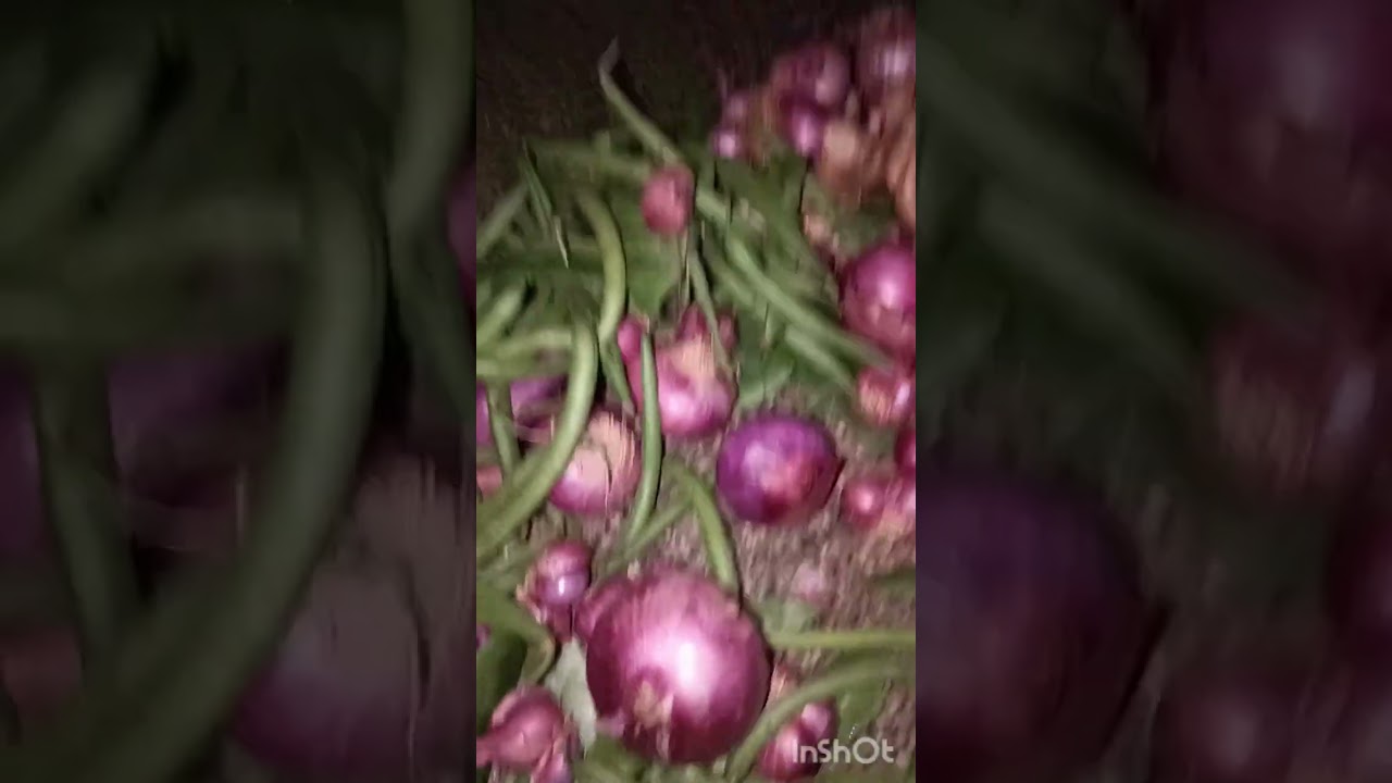 மார்க்கட்டில் நான் வாங்கிய காய்கறிகள் 🌰🍐🍅🫚🥭🫛🍆🌶️🍐🌹🌼👍
