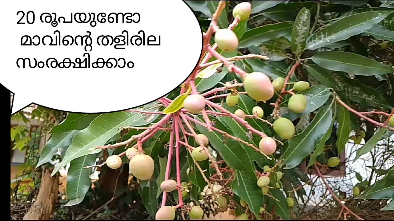 വെറും 20 രൂപയുണ്ടോ? മാവിന്റെ തളിരില പൊഴിയാതെ സംരക്ഷിക്കാം