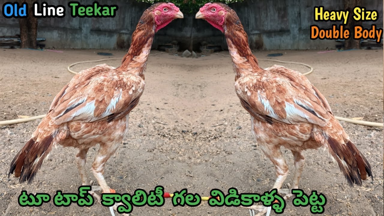 విడికాళ్ళ పెట్టలు||Old Line Teekar Petta||Galwa Line Petta||8143800297||Vidikalla Kollu|| #aseel...!