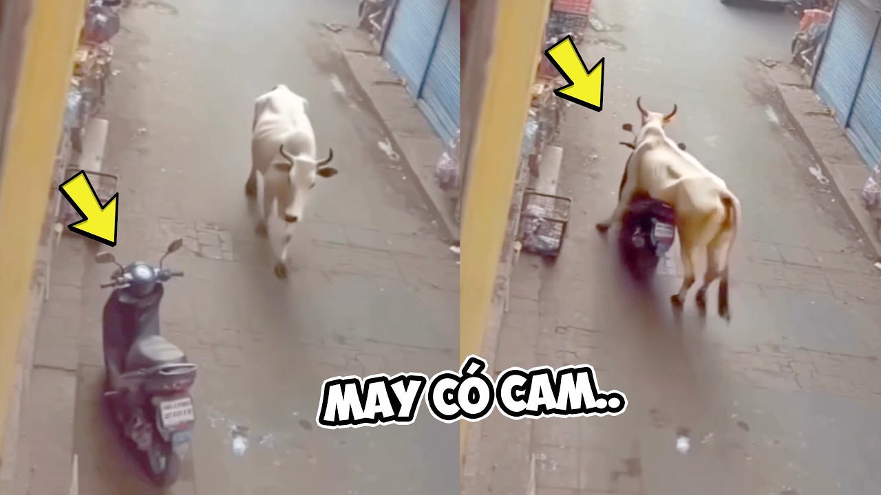 Tin Việt 2026 Mới Nhất | Đọc Suy Nghĩ Động Vật Cười Vỡ Bụng ✔🔥