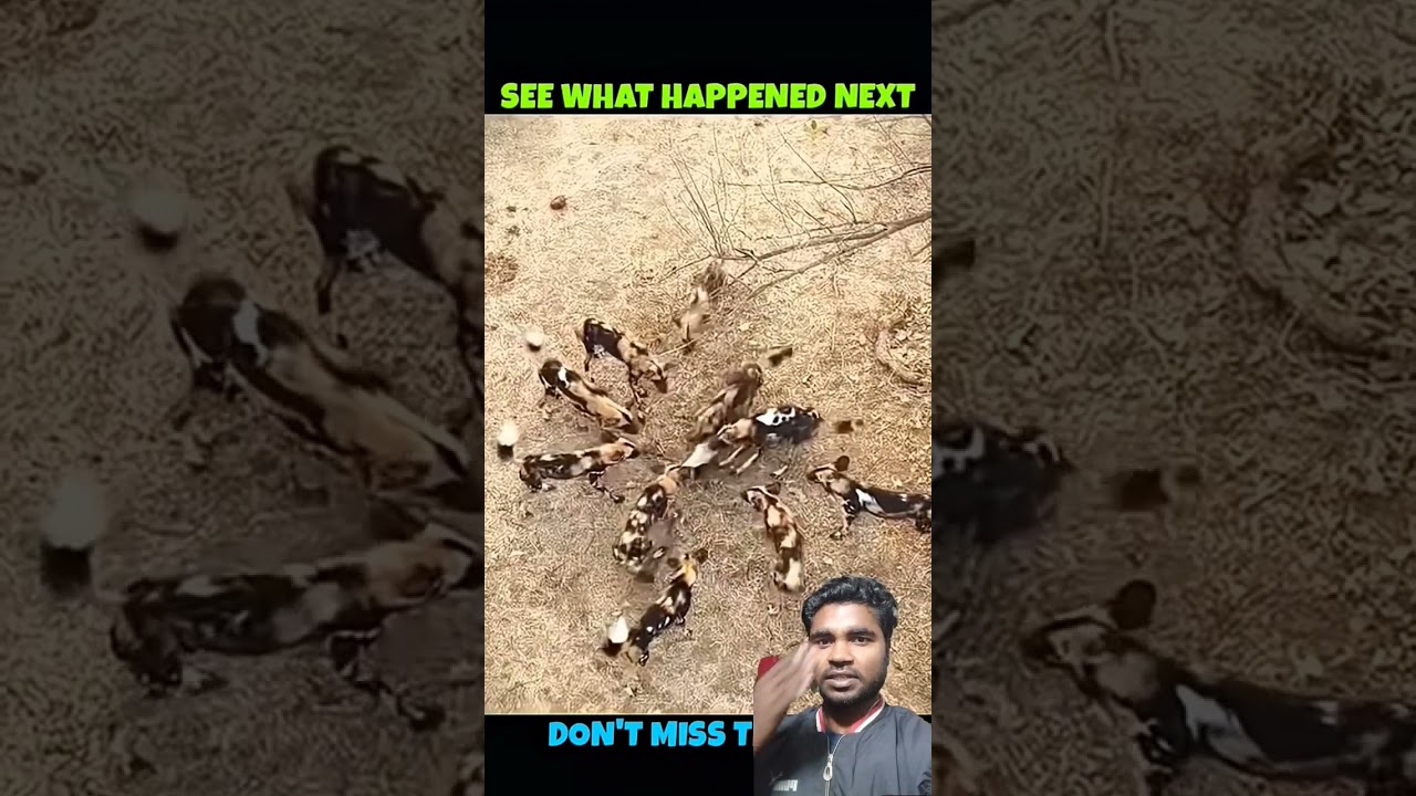 Honey badger survive  wild dog attack 