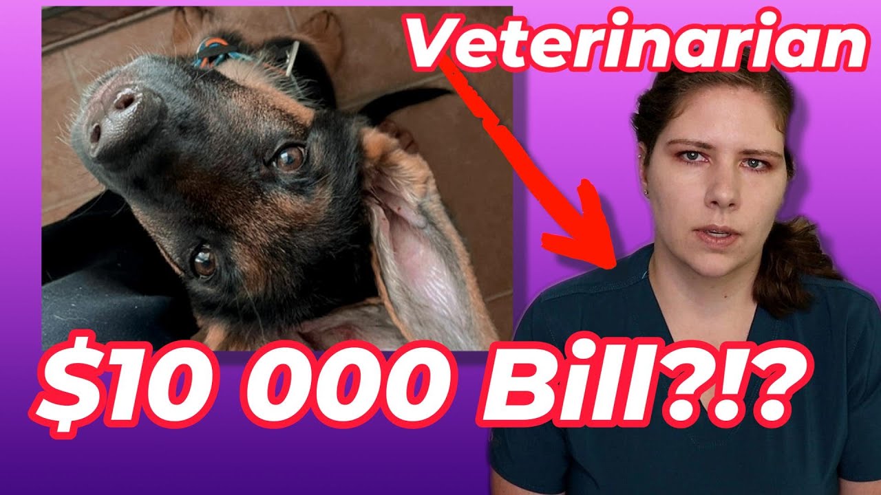 $10 000 Emergency Vet Bill for Jaxx? Dr. Em Discusses Sensationalism and Cyberbullying in Vet Med