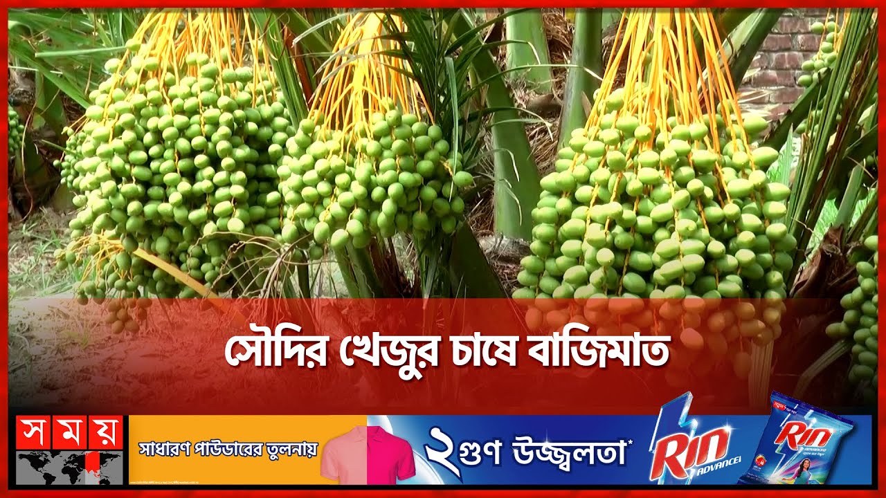 মরুর খেজুর চাষ হচ্ছে দিনাজপুরে | Date Farming | Agriculture | Business | Somoy TV