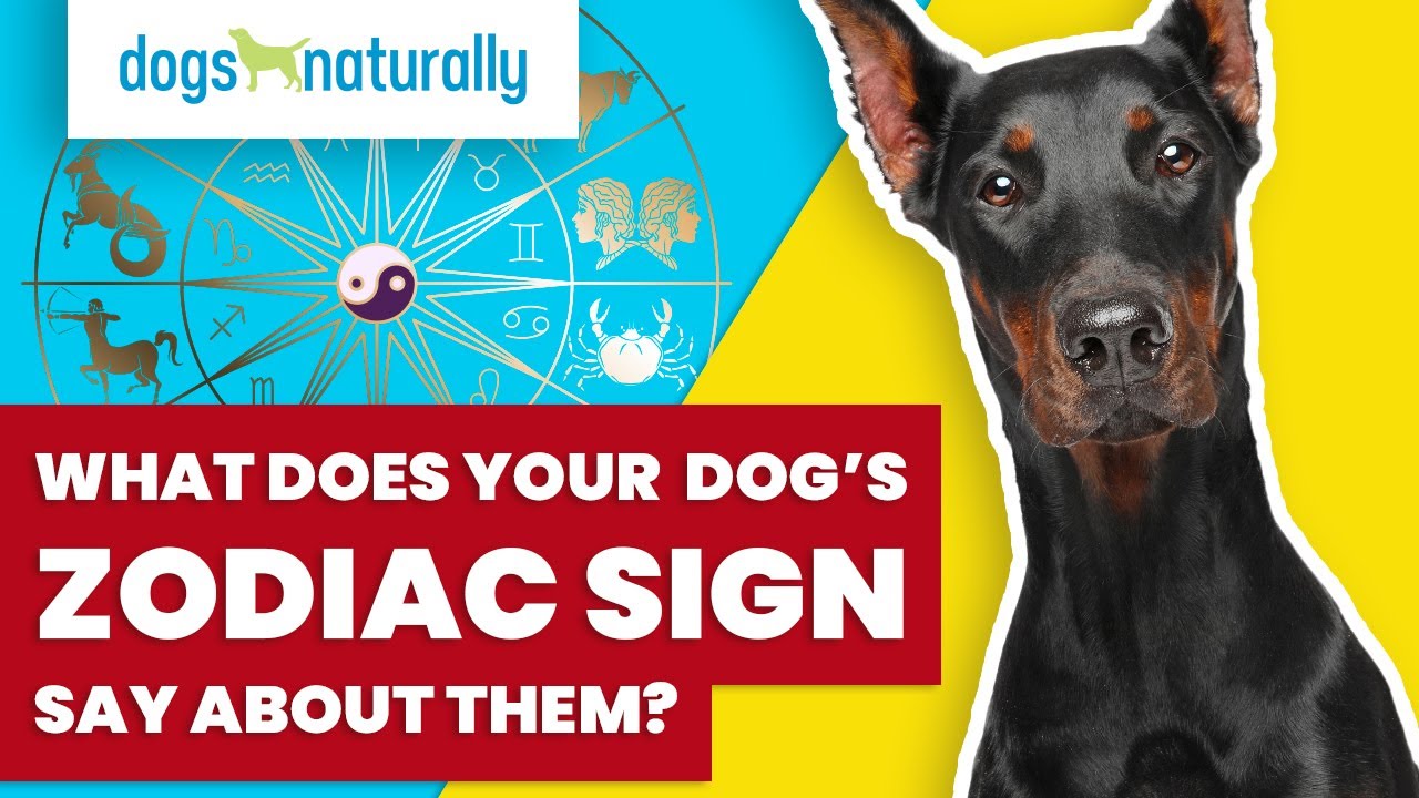What Does Your Dog's Zodiac Sign Say About Them?