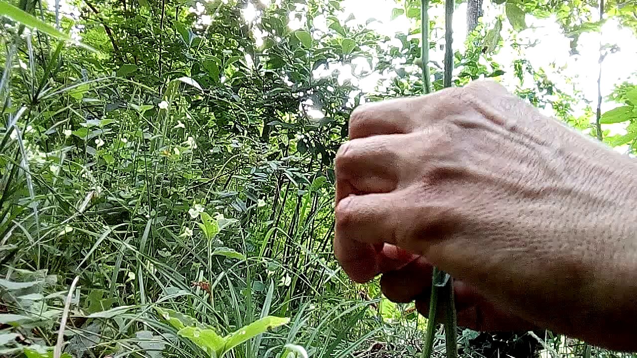 Como fazer encostia em qualquer planta.