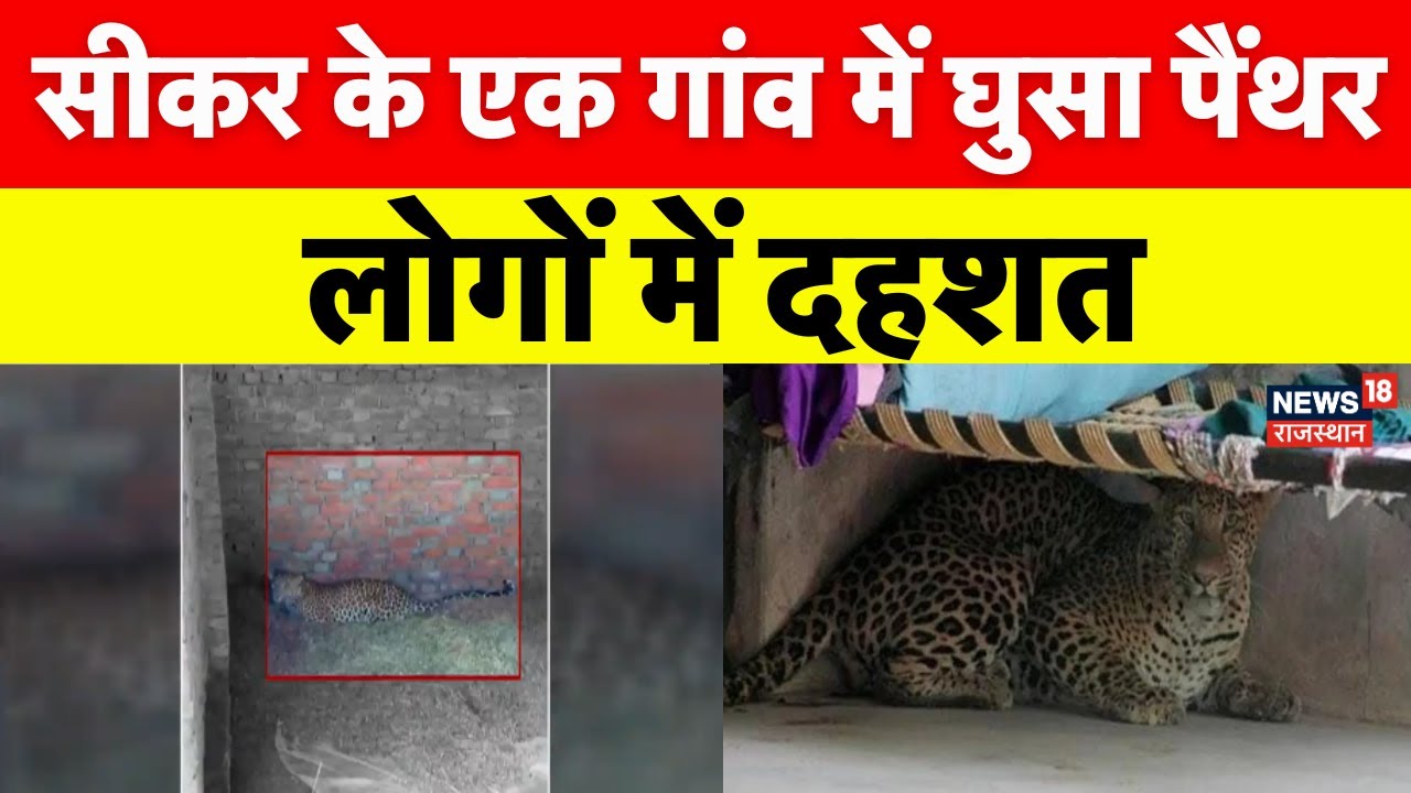 Rajasthan Panther News : सीकर में निर्माणाधीन घर में पैंथर, लोगों में दहशत | Sikar Panther News |Top
