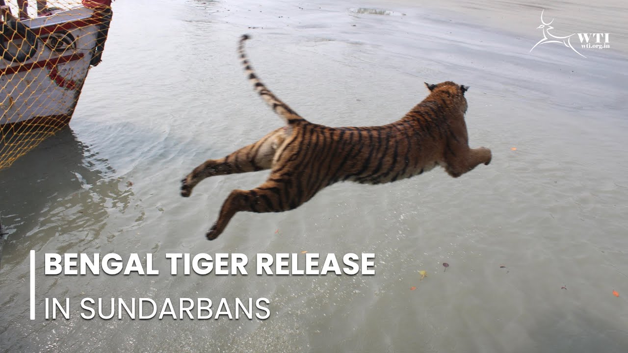 Tiger Released Back Into the Wild in Sundarbans