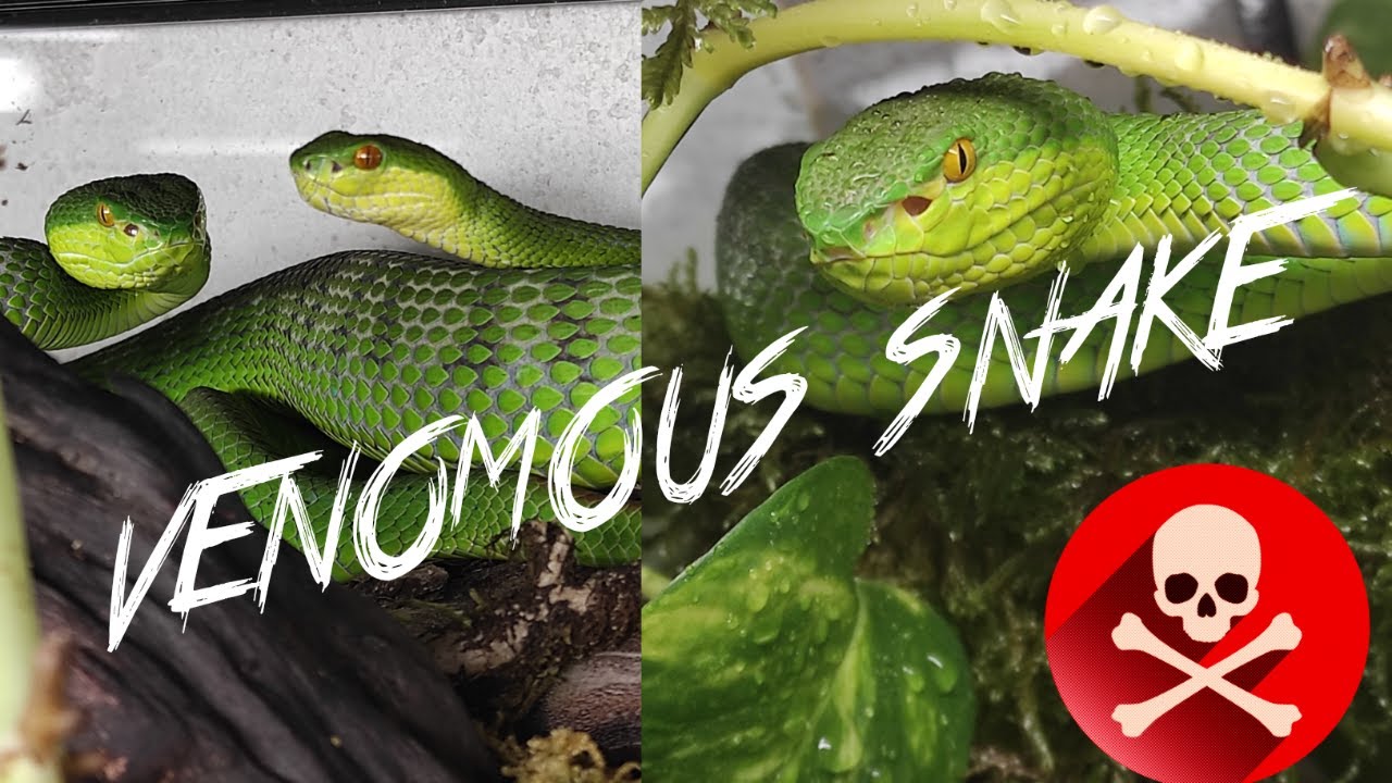 Nouveau serpents venimeux a l'élevage trop cool (couple Trimeresurus)-Venom.X