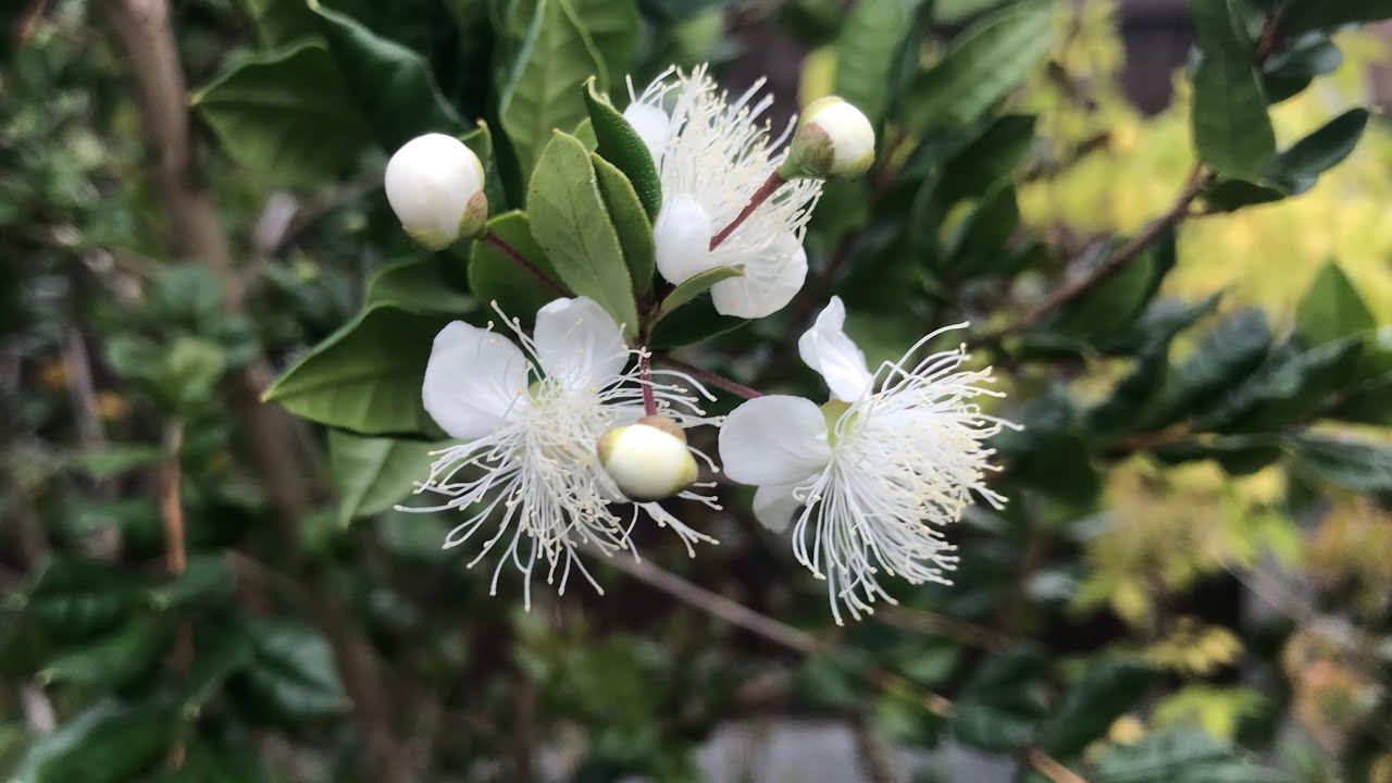 Wow, my Luma Apiculata ( Chilean myrtle) has burst into flower for the second time this year