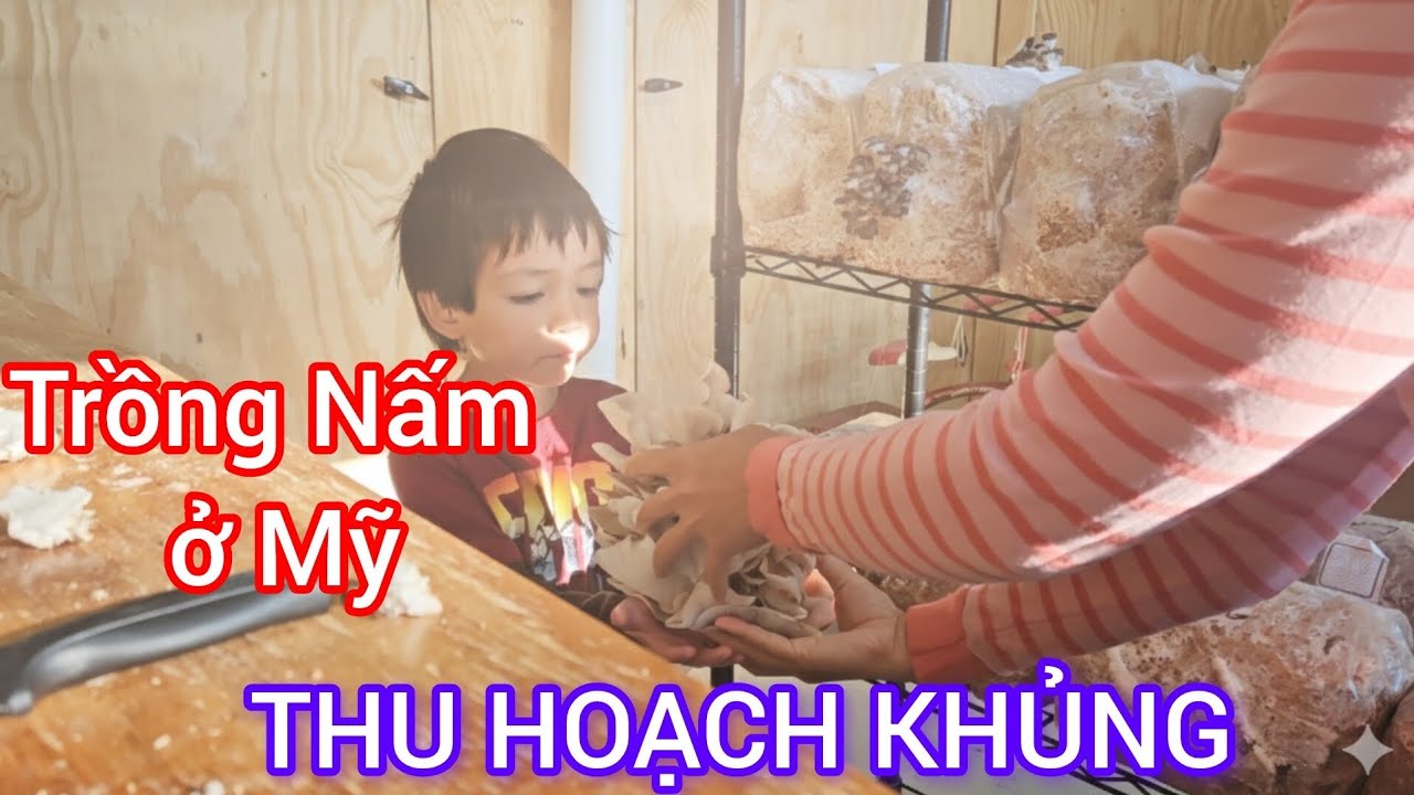 Nấm mọc trắng phòng, hai mẹ con hái không kịp thở - Vợ Việt Chồng Amish 