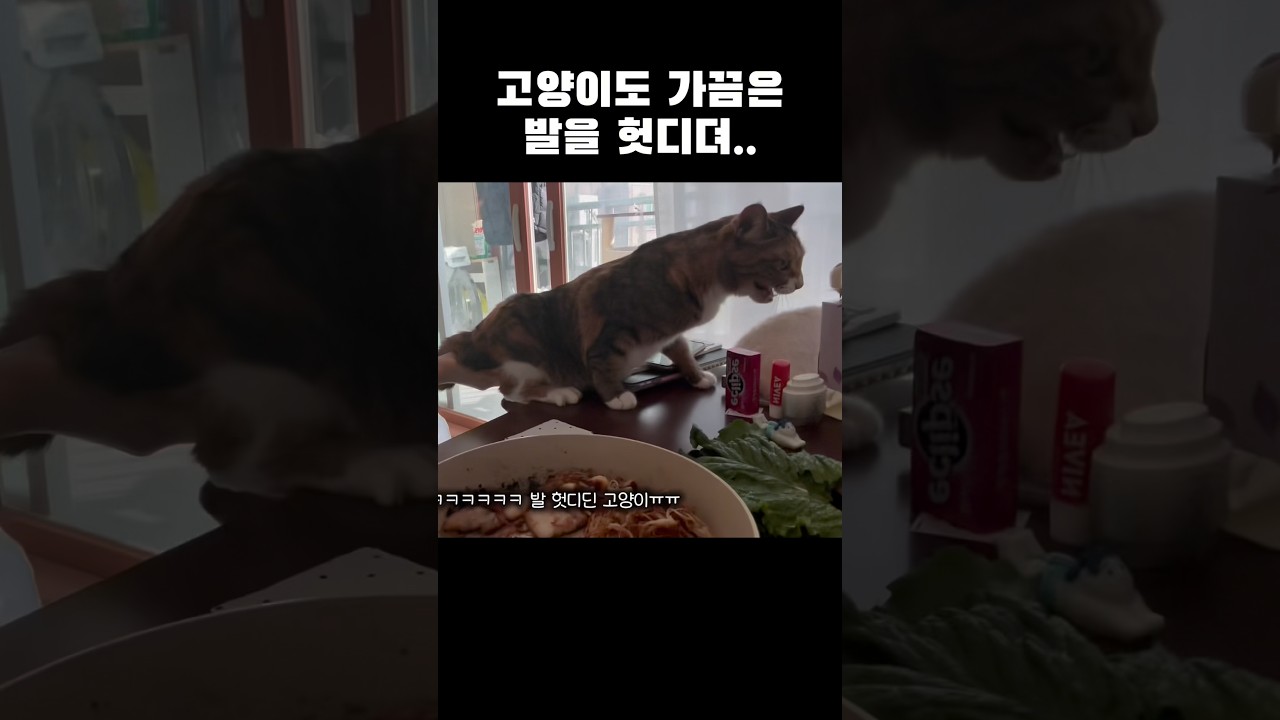 완전 바보 괭이 아녀ㅜ