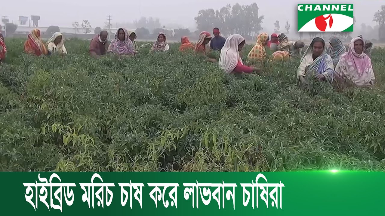 হাইব্রিড মরিচ চাষ করে বেশ লাভবান হয়েছেন বগুড়ার চাষিরা