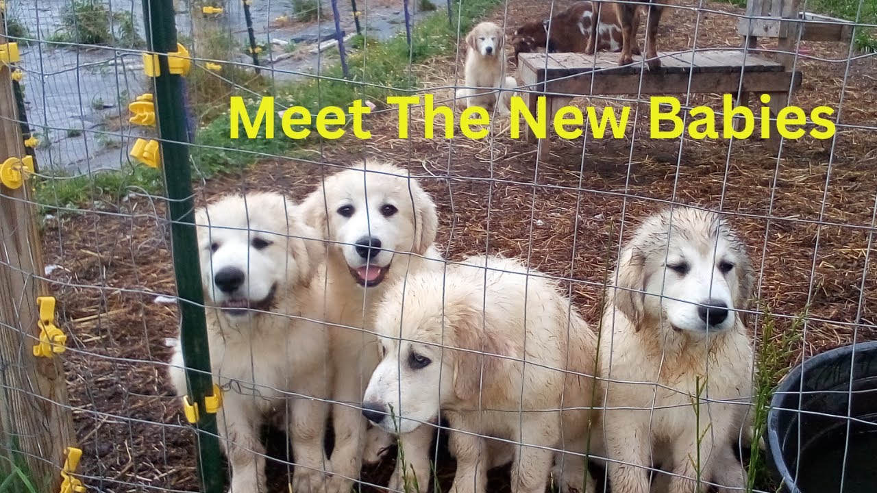 New babies on the Homestead