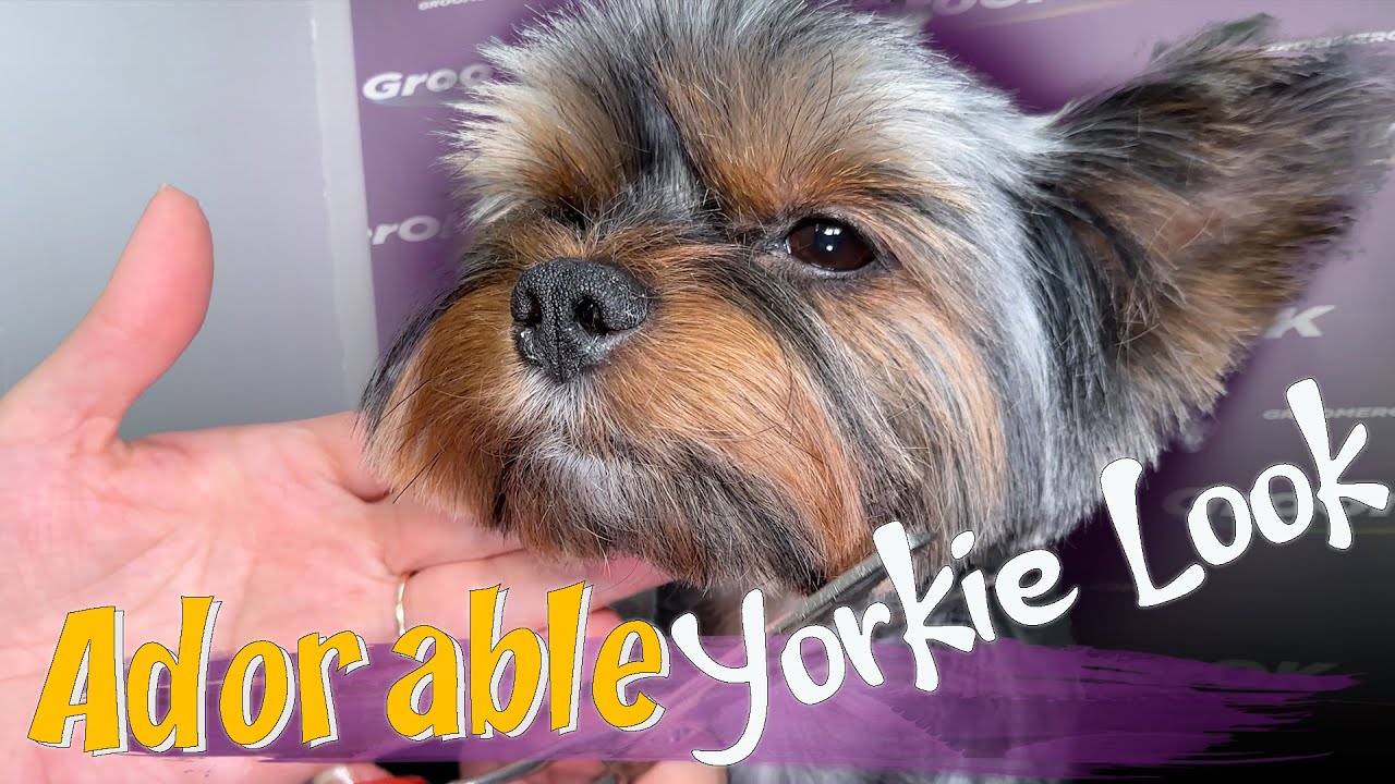 Expert Yorkie Groomer Shares Pro Tips for Adorable Looks!