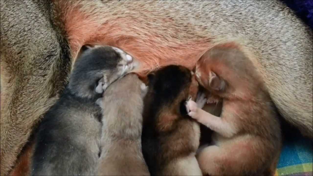 Cute little Abyssinian Kittens drinking, sleeping and ... dreaming (HD)