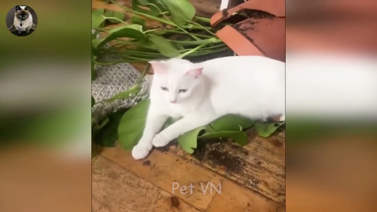Hilarious Cats That Act Like Comedians 🤣😅 Best Funny Cats and Dogs Videos 😹🐶