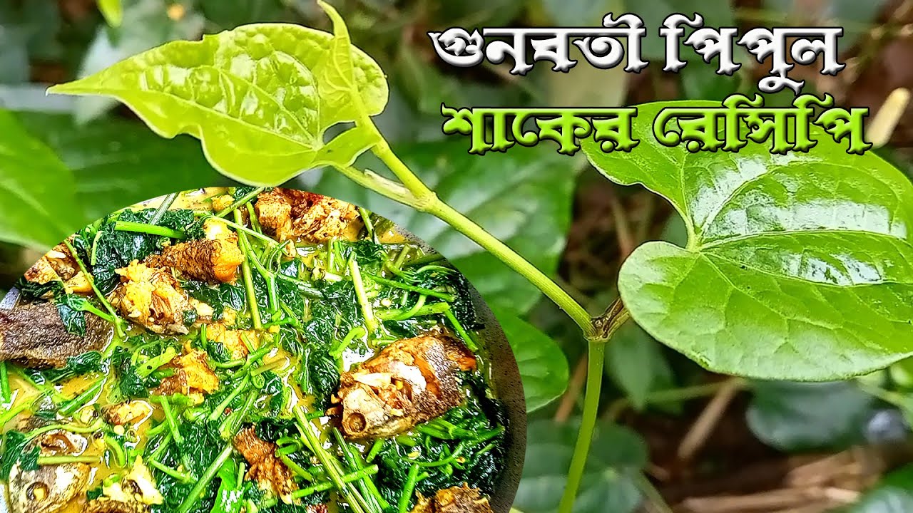 পিপুল শাক রান্না //  পিপুল শাকের উপকারিতা  // মাছ দিয়ে পিপুল শাকের ঝোল রান্না // পিপুল রেসিপি