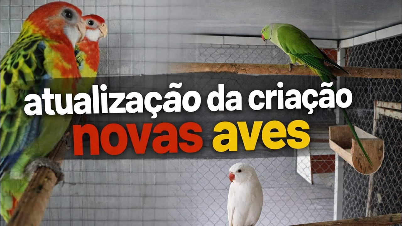 Atualização da criação 