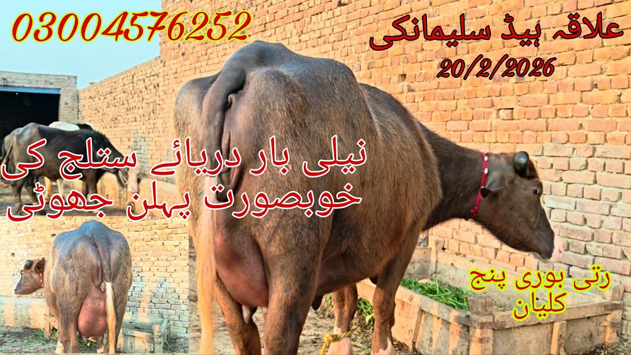 Neli ki khubsurat Jyoti sale Okara Animal Tv 03004576252/20/2/2026/علاقہ ہیڈ سلیمانکی 