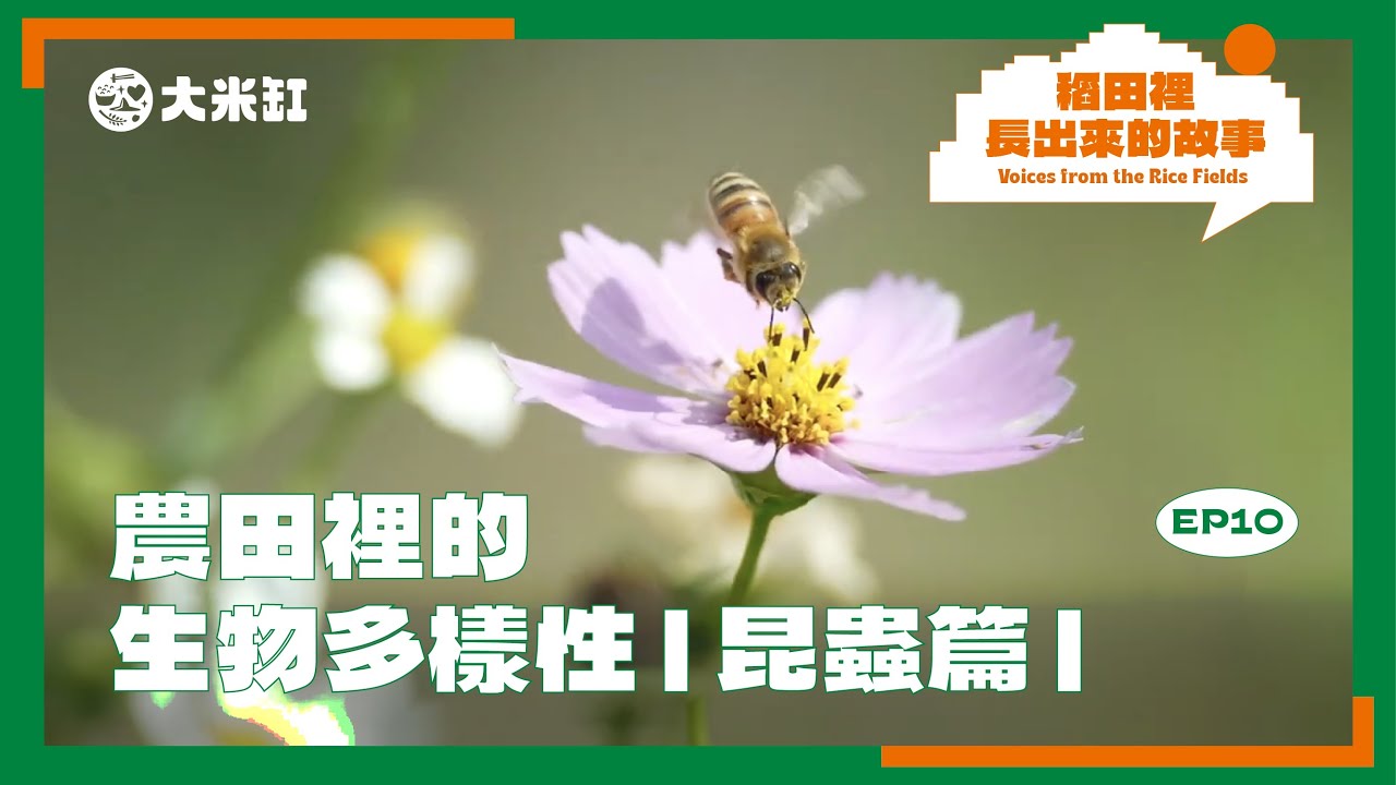 農田裡的生物多樣性 昆蟲篇【稻田裡長出來的故事｜第十集】