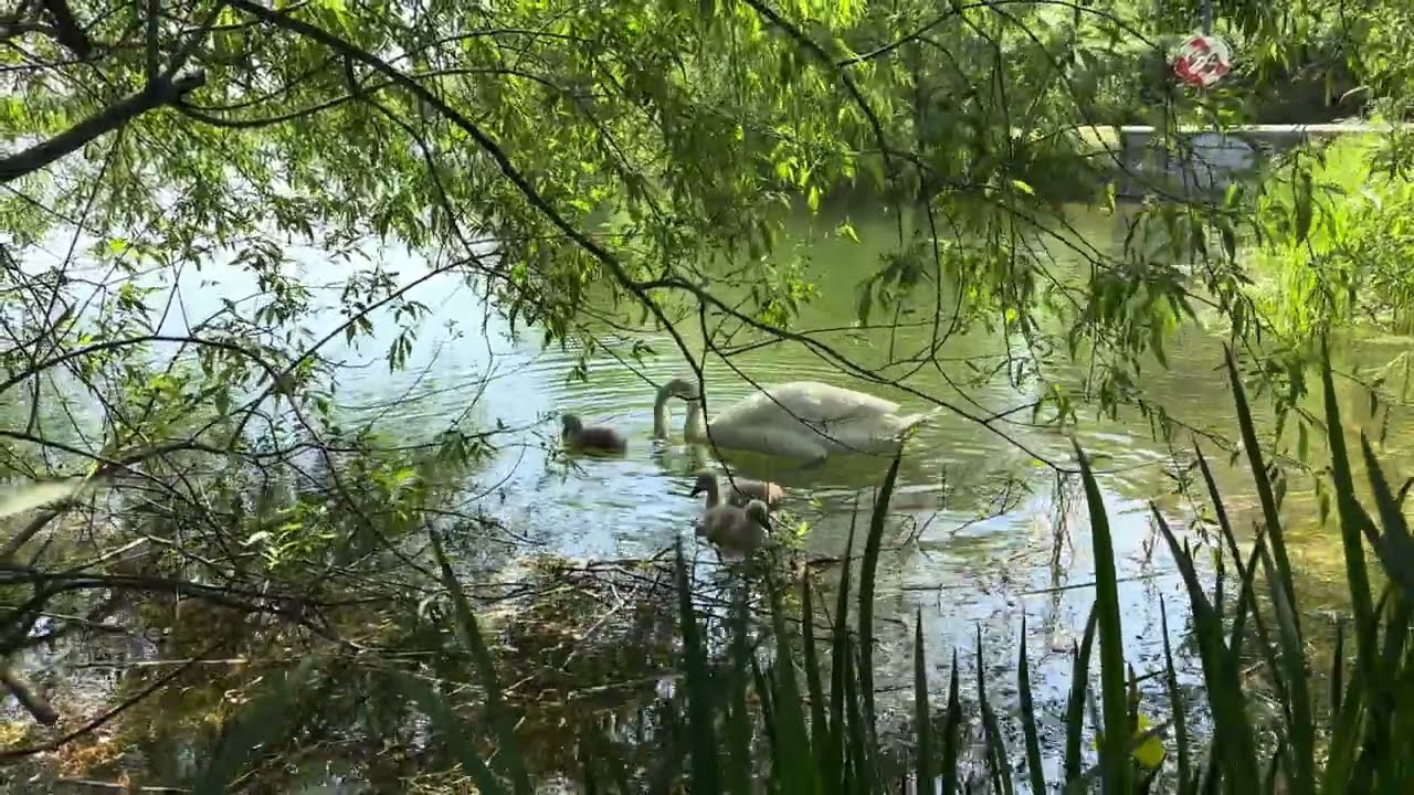 The Lakes, Copenhagen, Denmark. #swan #swans