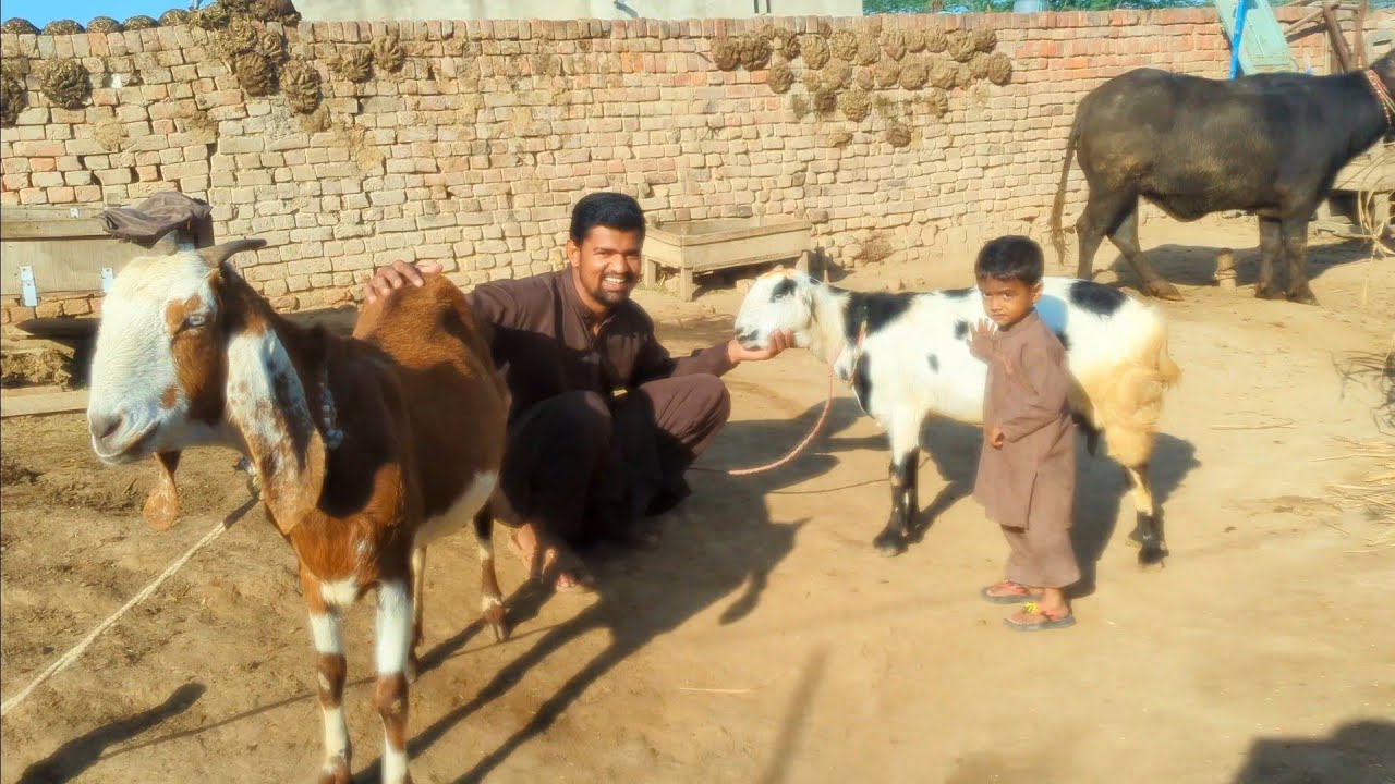 Mashallah duno goats babies deny wali hai | Adil Charwaha 