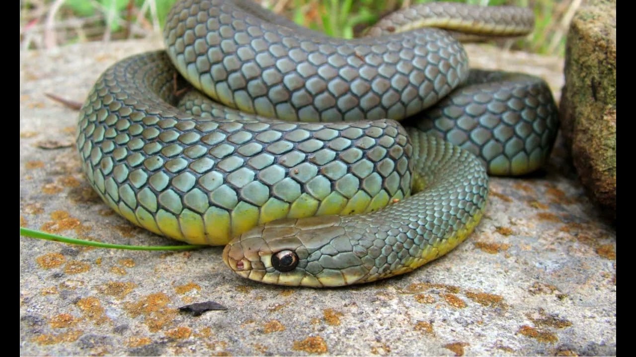 Eastern Racer Snake