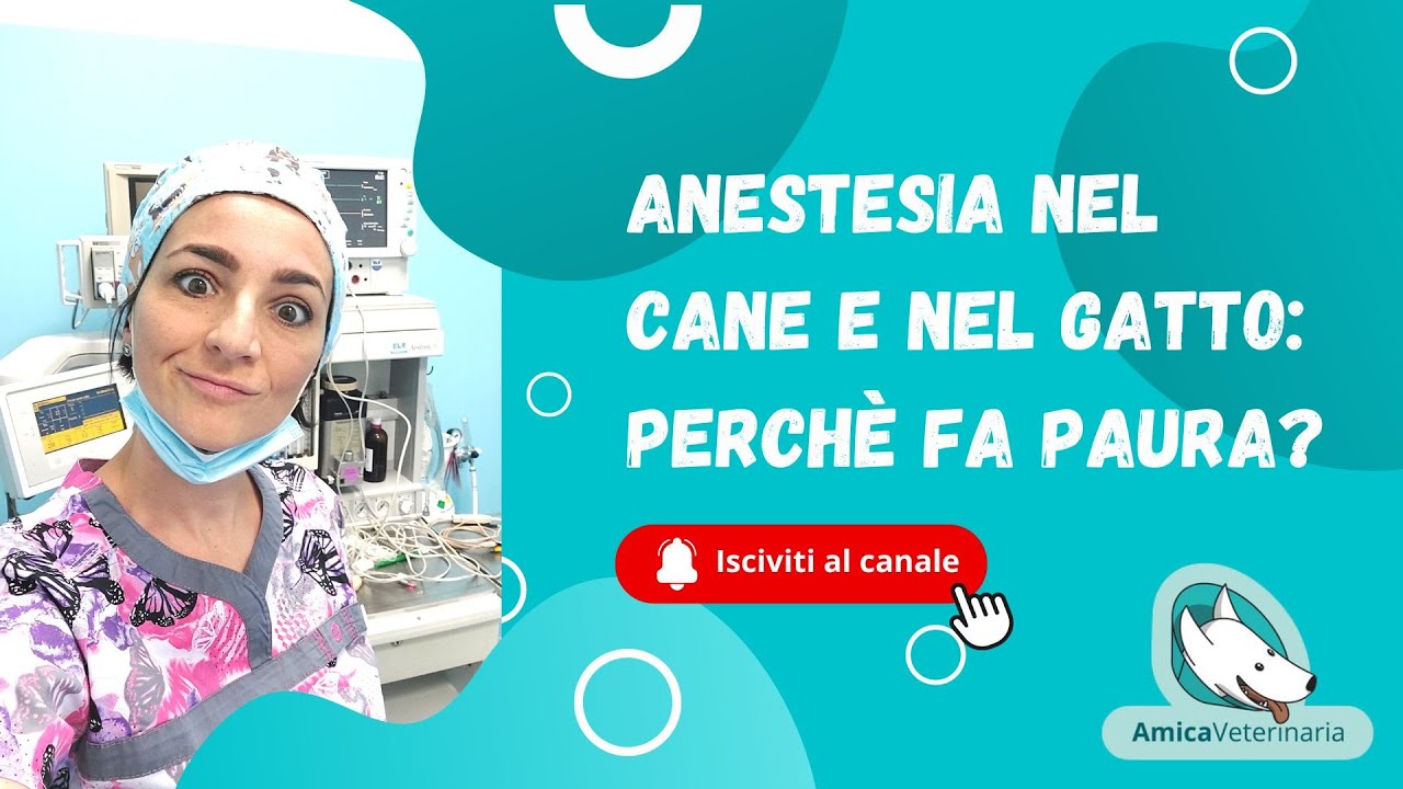 Anestesia nel cane e nel gatto: perchè fa paura?