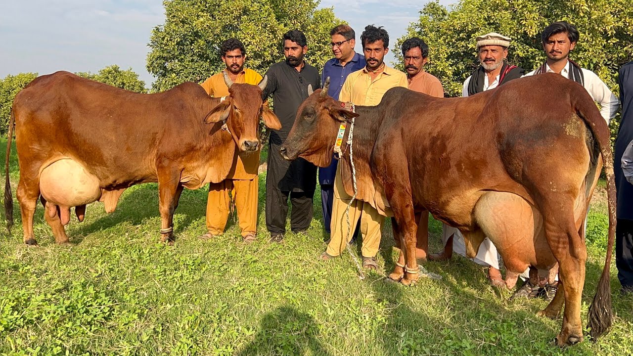 World Famous Cholistani Cows 🏆 | Highest Milk Record | Ali Randhava Milk Competition 2026