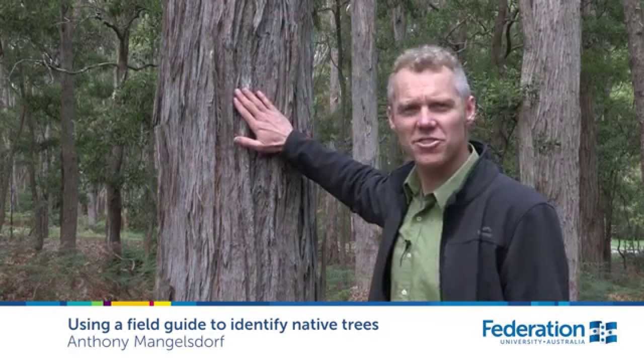 Using a field guide to identify native trees